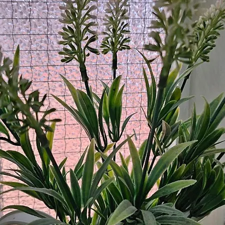 Peixe&barco Studio's * Vilamoura